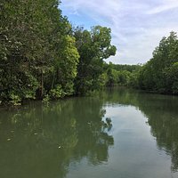Mangrove forest