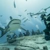 CardumenDiving