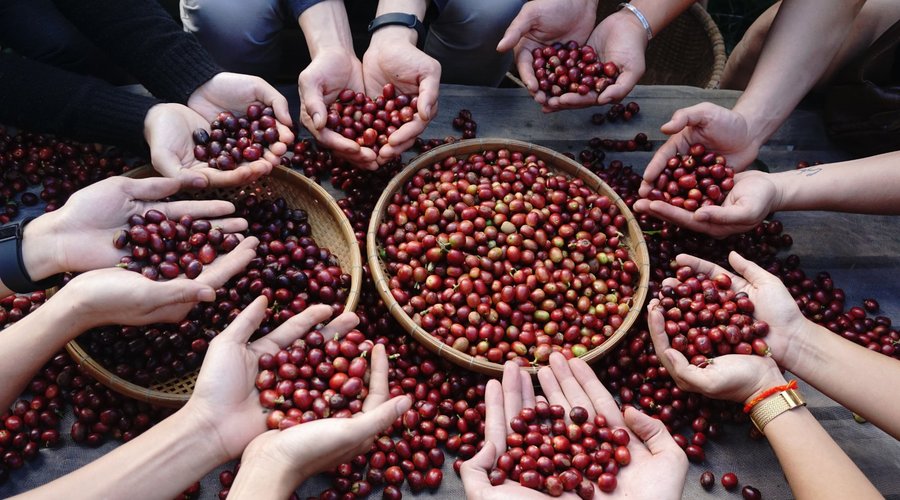 All the coffee fruits have to be carefully hand-picked for the best taste of your cup 