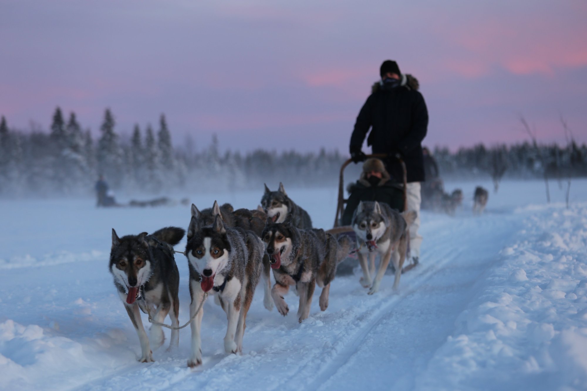 Tundra Huskies Huskyfarm - All You Need to Know BEFORE You Go (2024)