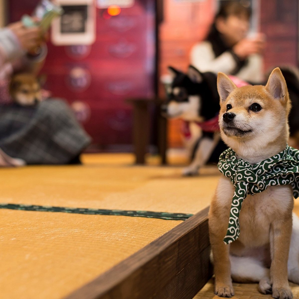 Kyoto Mameshiba Cafe 21 All You Need To Know Before You Go Tours Tickets With Photos Tripadvisor Kyoto Mameshiba Cafe 21 All You Need To Know Before You Go Tours Tickets With Photos Tripadvisor