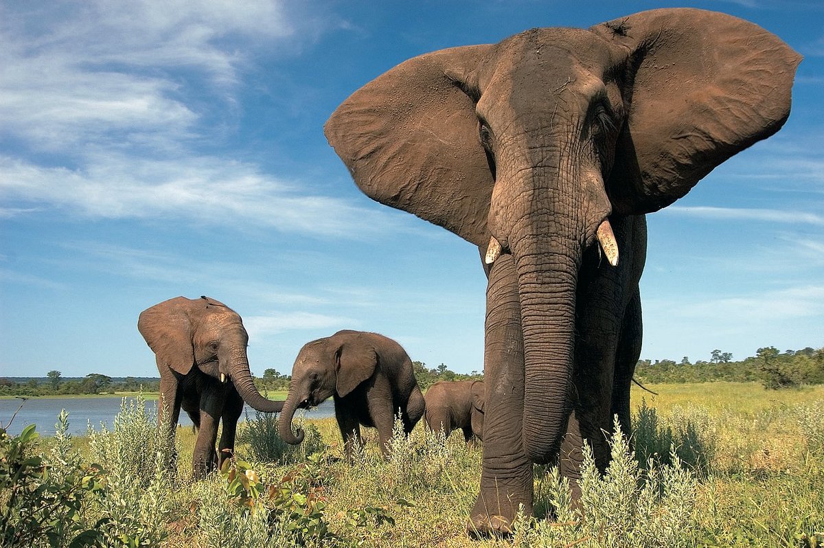 Wild Horizons Elephant Sanctuary (Victoria Falls) - 2022 All You Need to Know BEFORE You Go (with - Tripadvisor