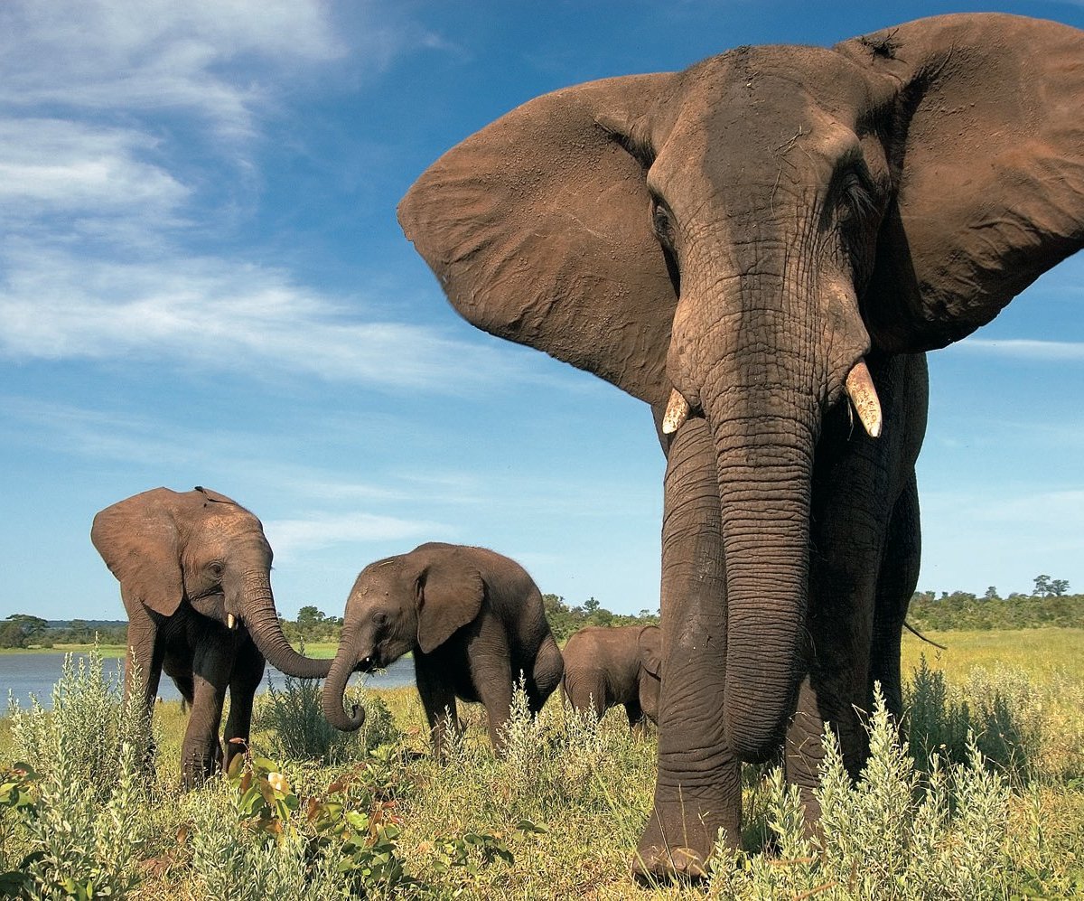 Wild Horizons Elephant Sanctuary, Водопад Виктория: лучшие советы перед  посещением - Tripadvisor