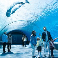 自然の光がふりそそぎ、青い海と白い砂地でたわむれるイルカを楽しめる「ドルフィンファンタジー」