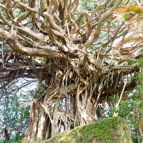300 Years Old Tree Gajumaru - All You Need to Know BEFORE You 