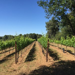 Shadow Ranch Vineyard - All You Need to Know BEFORE You Go (2024)