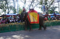 Surin Elephant Round-up - All You Need to Know BEFORE You Go