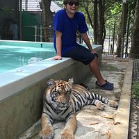 Tiger Kingdom