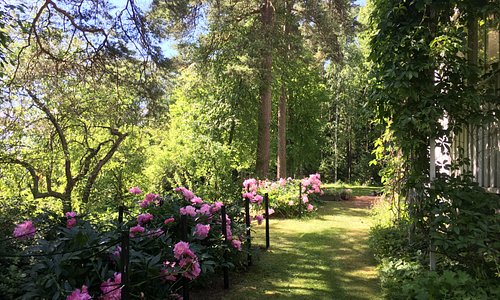 19.07.2017 peonies blooming in the garden / pionit kukkii 