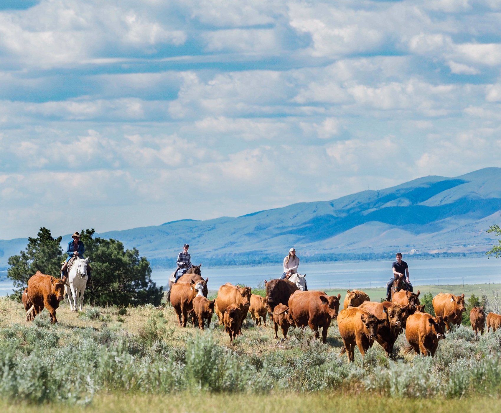 Hidden Hollow Hideaway Cattle & Guest Ranch by null
