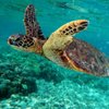 oceansnz