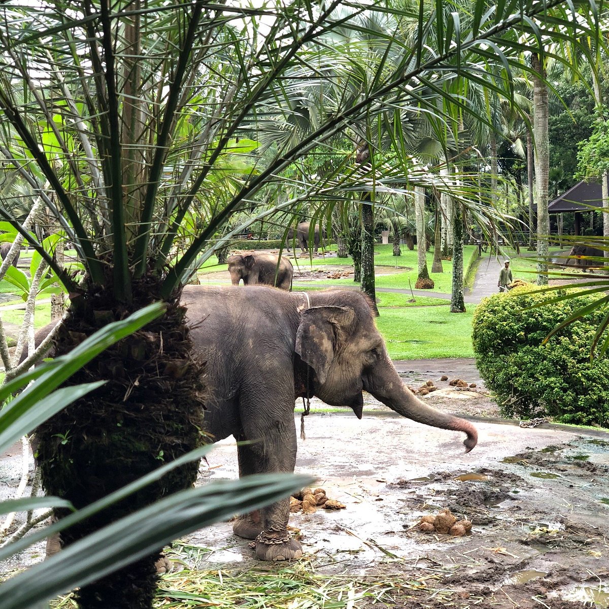 MASON ELEPHANT PARK & LODGE (Taro) - отзывы, фото и сравнение цен -  Tripadvisor