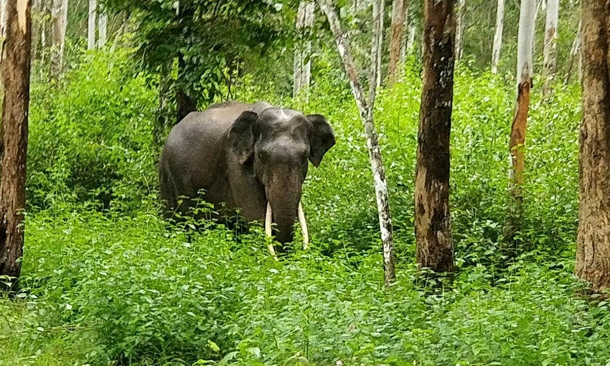 Wayanad Wildlife Sanctuary (Kalpetta) - All You Need to Know BEFORE You Go