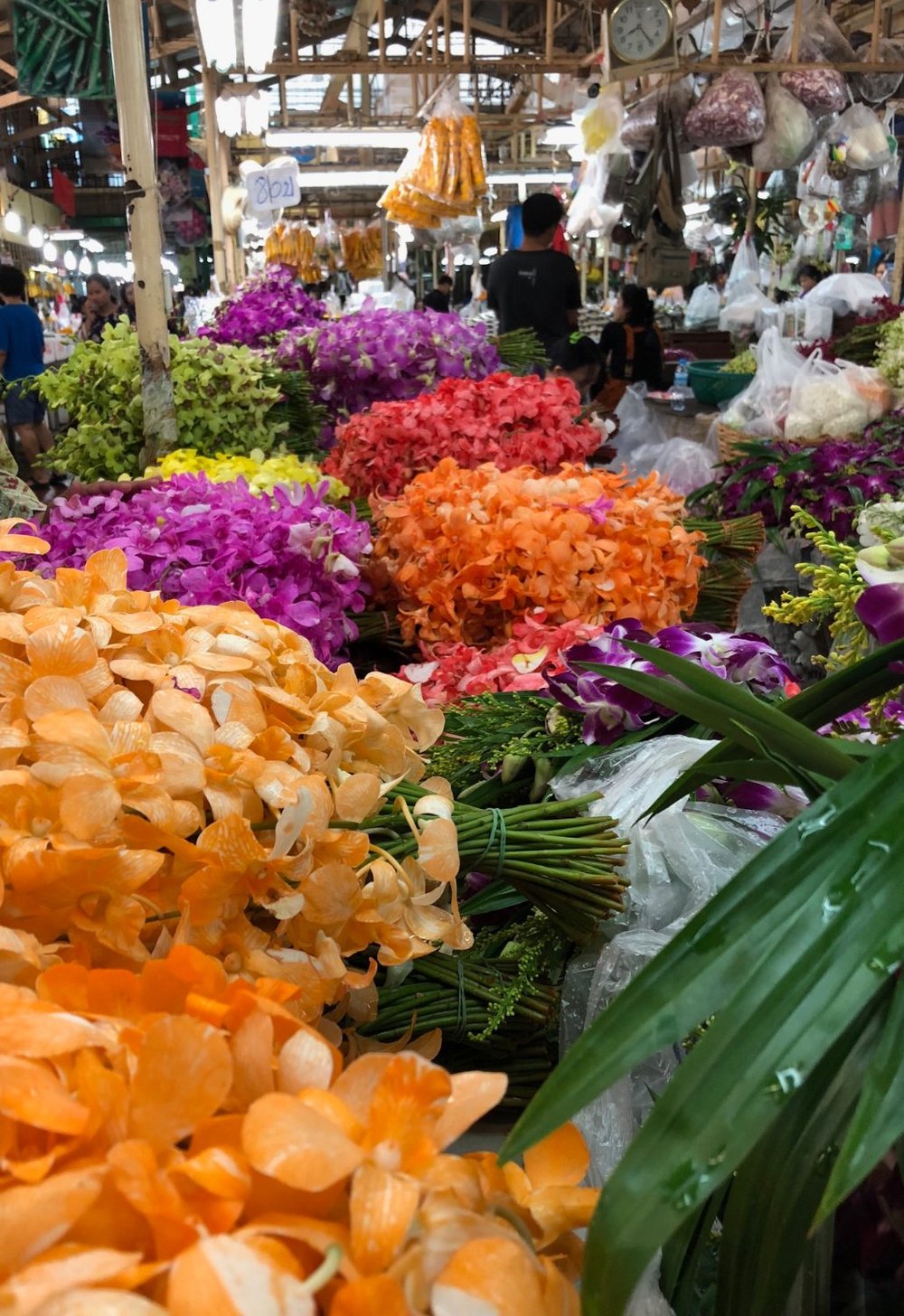 Plant & Garden Section