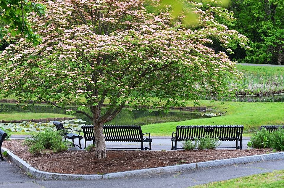 Forest Park (Springfield) - All You Need to Know BEFORE You Go (with Photos) - Tripadvisor
