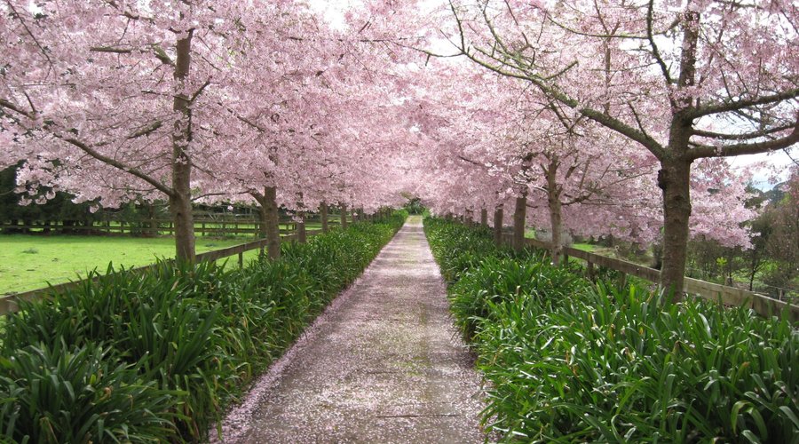 The much-photographed drive open to all at the Waikato Cherry Tree Festival
