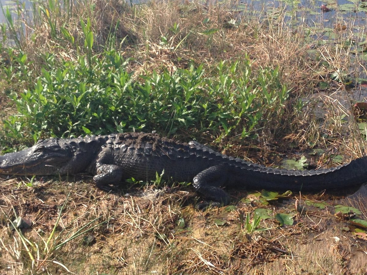 Boca Raton Airboat Rides - All You Need to Know BEFORE You Go (2024)