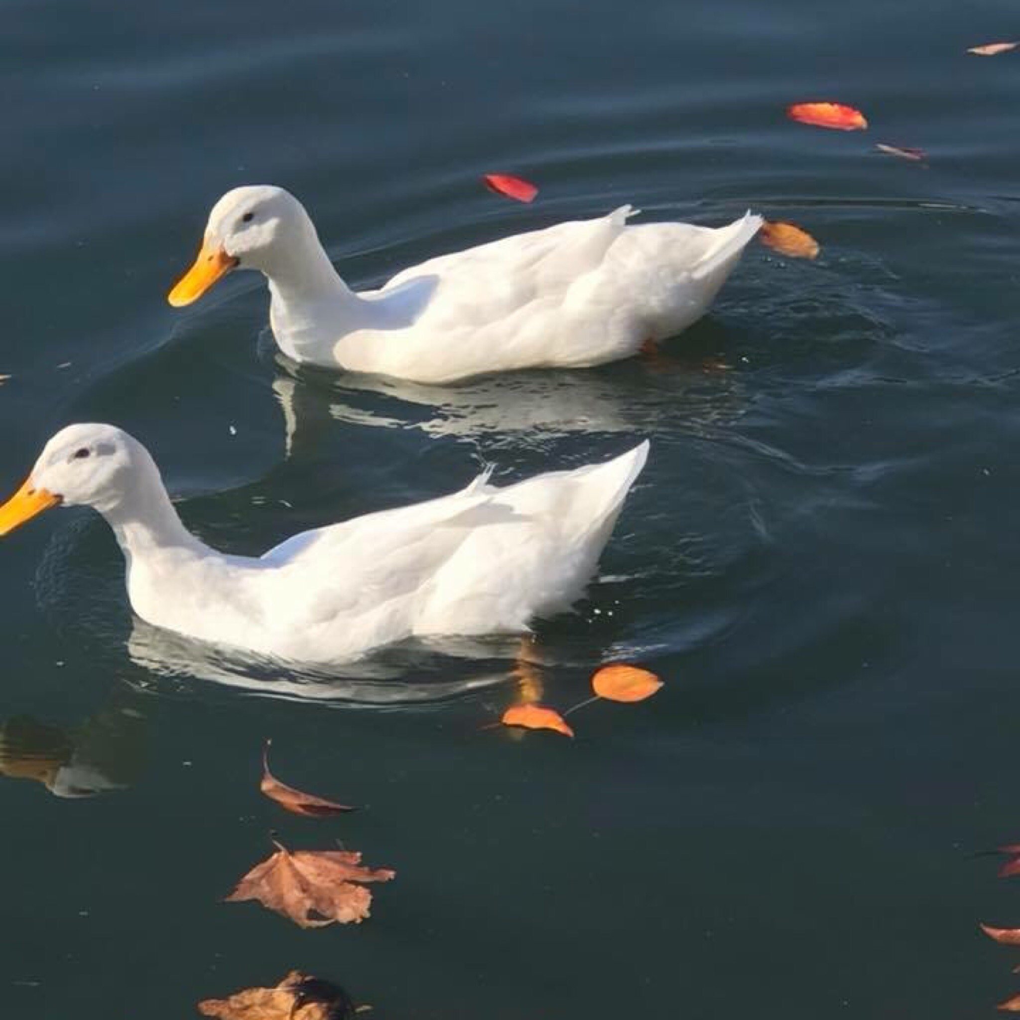 duck feeding ponds near me