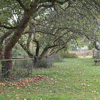 Tewin Orchard