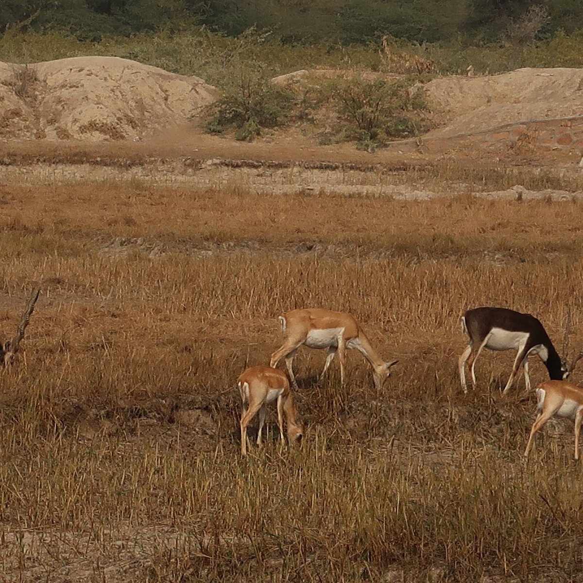 jodhpur village safari