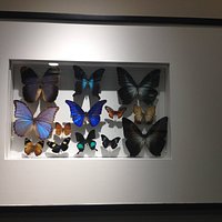 Colección J. Narciso Rovirosa