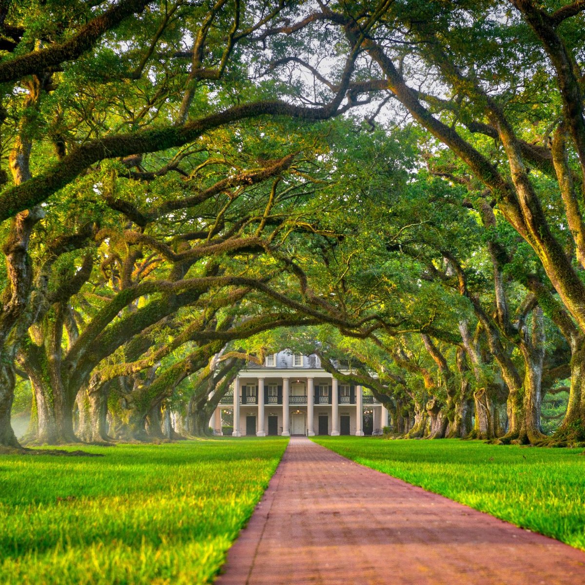 What Kind Of Oak Trees Are At Oak Alley Plantation