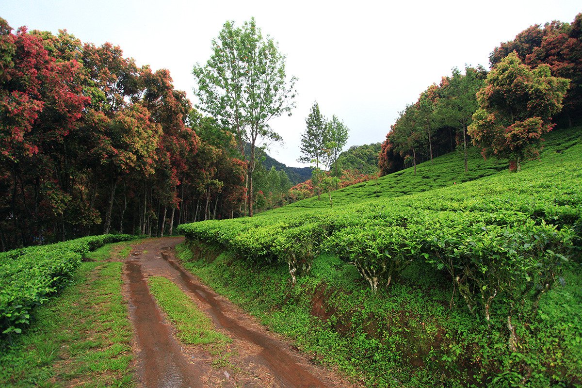 Wisata Dan Liburan 2021 Di Puncak, Indonesia - Tripadvisor