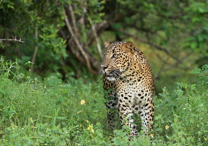 leopard safaris yala by kk collection