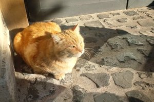 Viajero