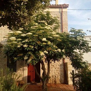 elder tree at your door