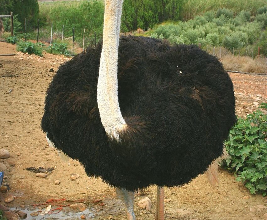 Klein karoo ostrich - Gem
