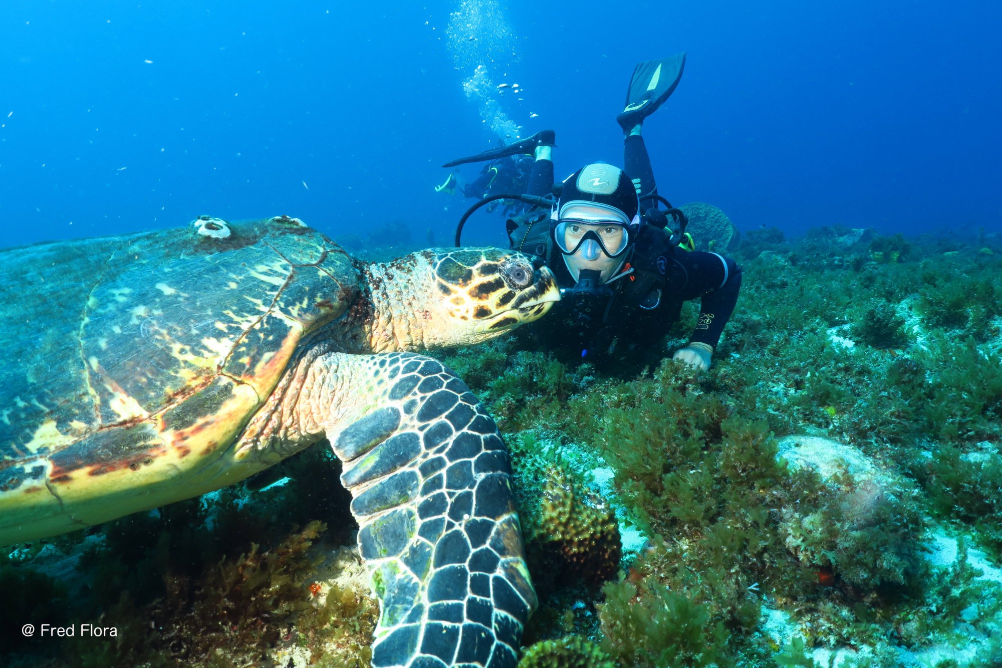 PLONGÉE IMMERSION CARAIBES (Le Marin): Ce Qu'il Faut Savoir