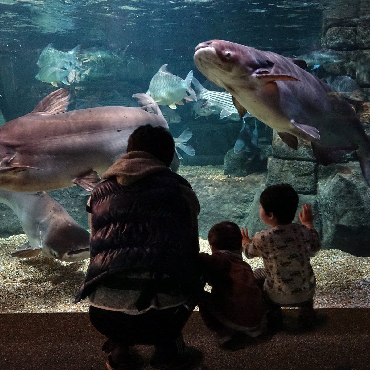 World Fresh Water Aquarium Aquatotto Gifu 各务原市 旅游景点点评 Tripadvisor