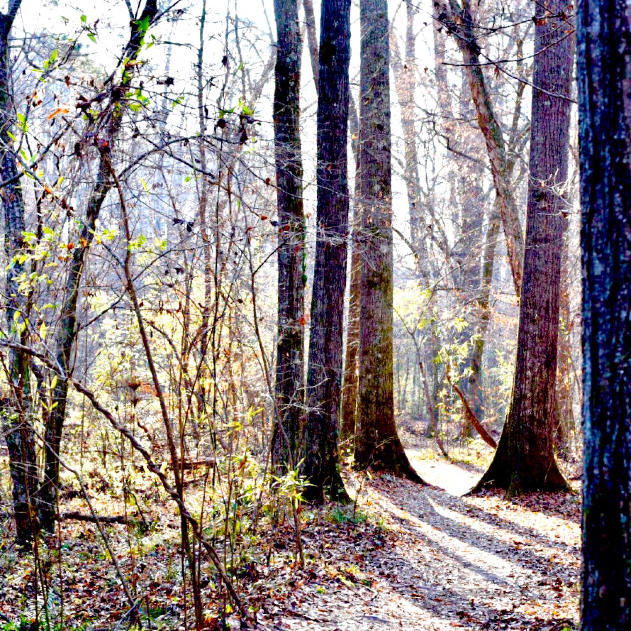 Blankets creek best sale mountain bike park