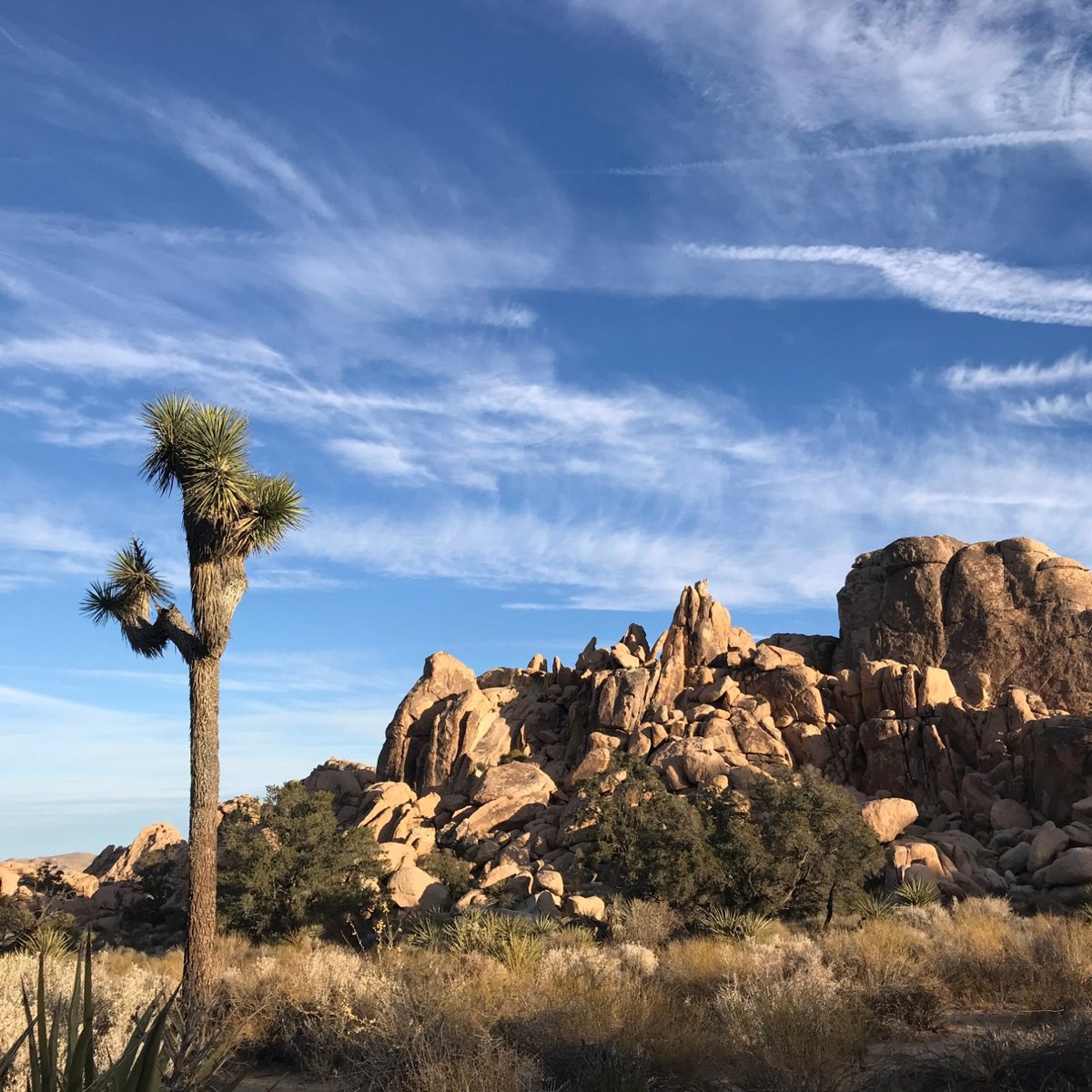 are dogs allowed at joshua tree national park