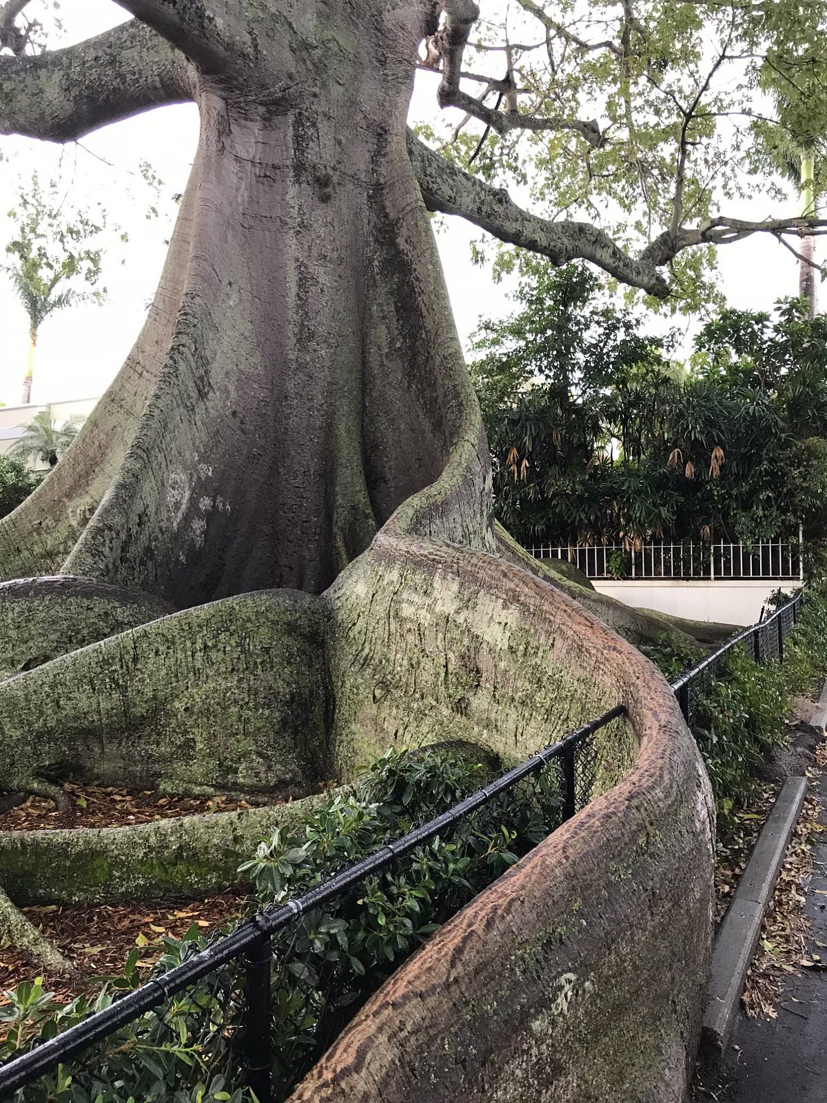 Giant Kapok Tree - All You Need to Know BEFORE You Go (with Photos)
