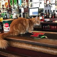 Parsley the Ambassador Cat (Oban) - All You Need to Know BEFORE You Go