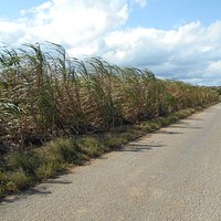 サトウキビ畑