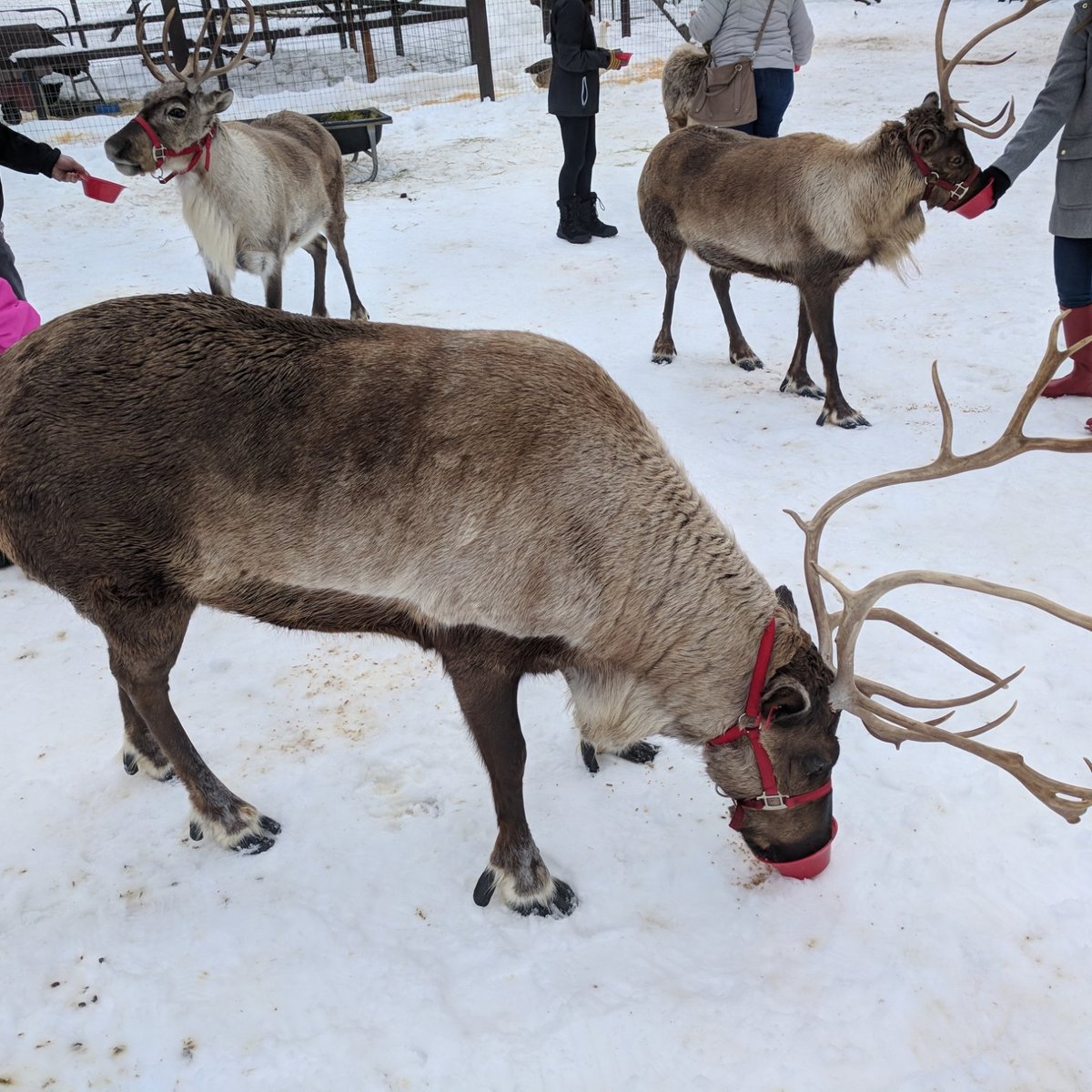 leavenworth-reindeer-farm-2022-lohnt-es-sich-mit-fotos