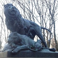 The Lioness is dead, her family stand over her protecting & mourning