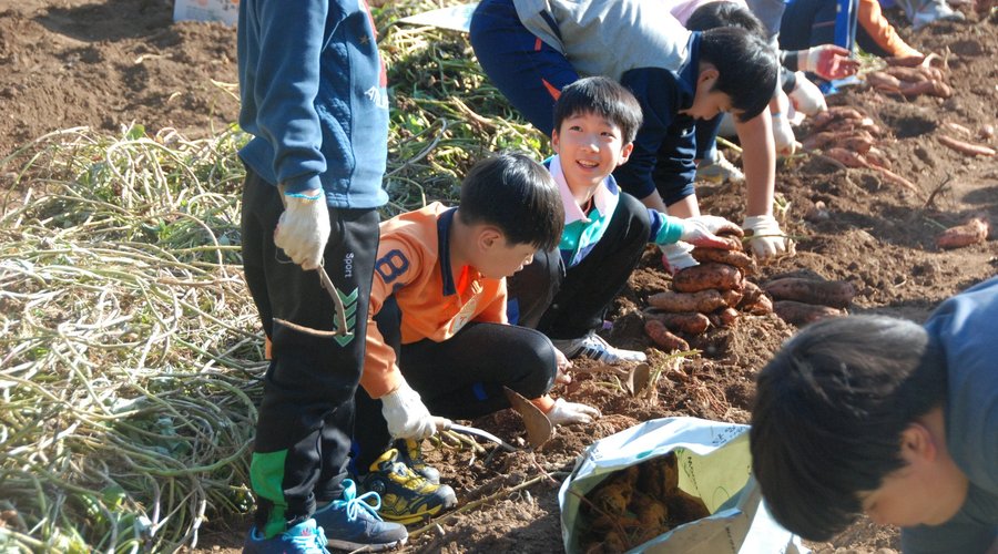 농촌체험마을 한드미마을에서는  고구마 등 농산물 수확체험을 할 수 있다.