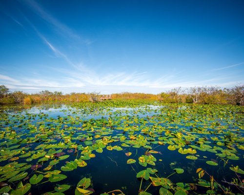 Maravilhas naturais imperdíveis nos Everglades