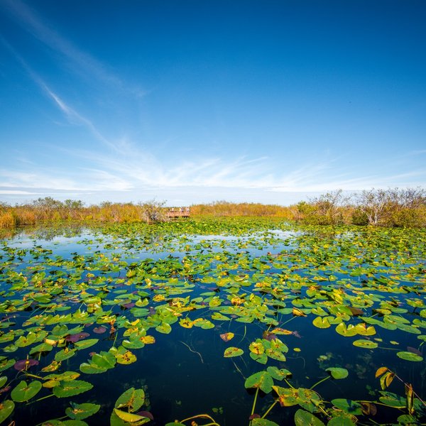 Mahogany Hammock (Everglades National Park) - All You Need to Know ...