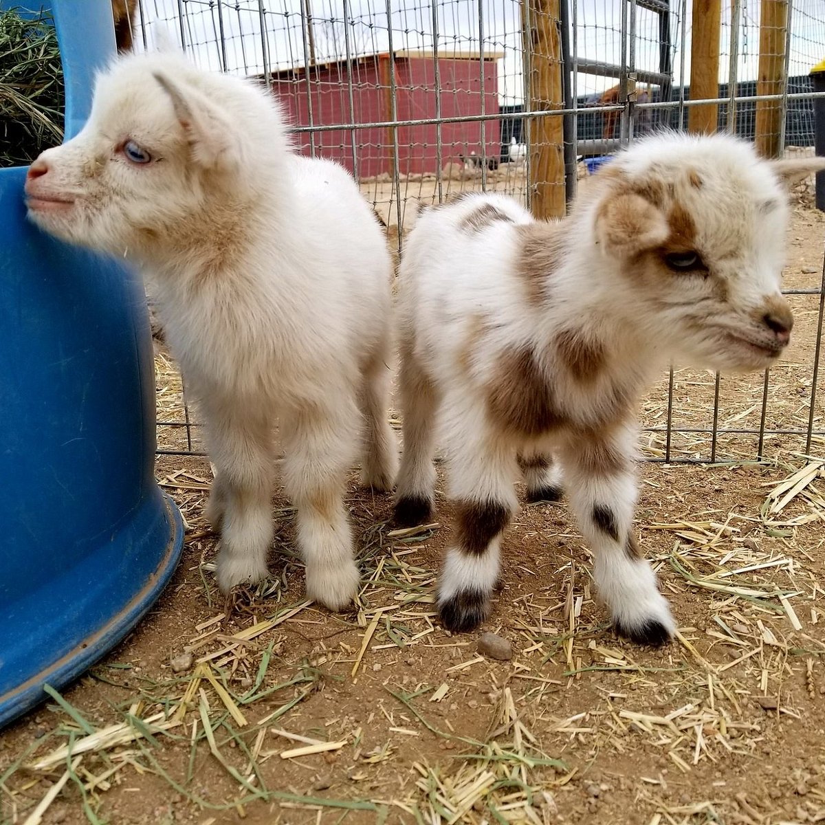 Funny Foot Farm and Tucson Petting Zoo, Тусон: лучшие советы перед  посещением - Tripadvisor