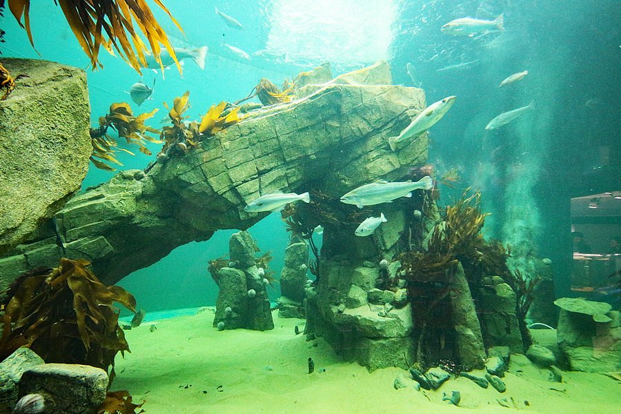 Macduff Marine Aquarium image