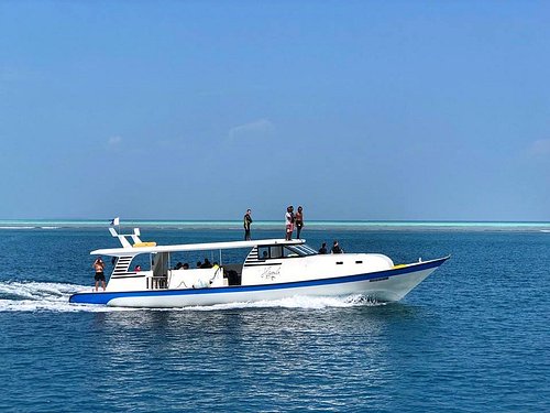 maldives shark tour