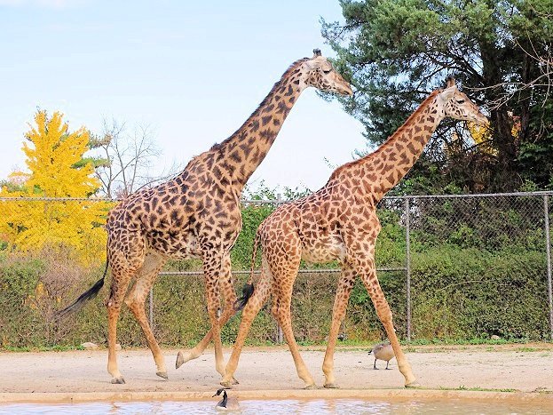 Louisville Zoo All You Need To Know Before You Go With Photos