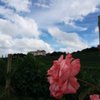 travellrafa