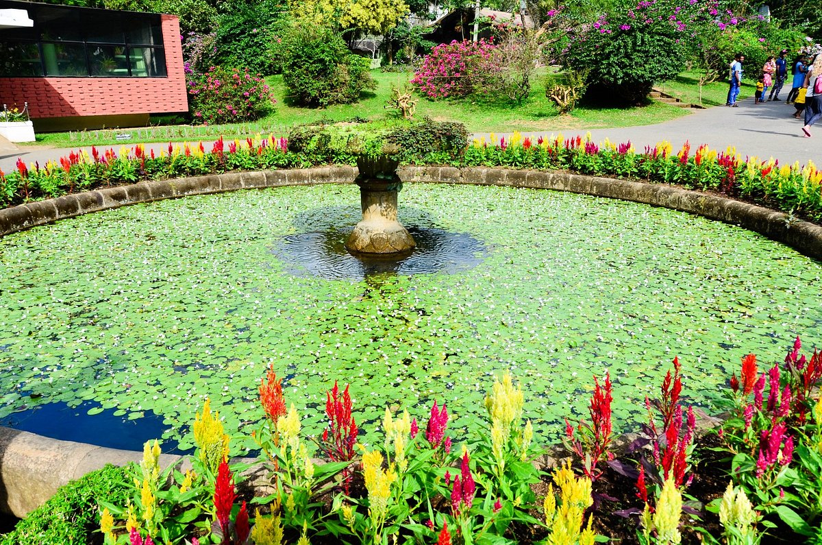 Королевский Ботанический Сад, Перадения: лучшие советы перед посещением -  Tripadvisor