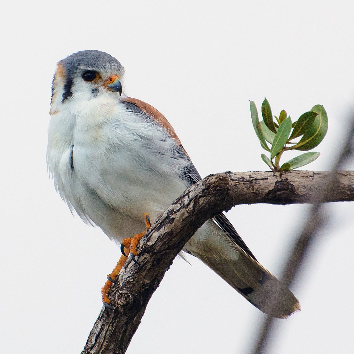 Birdwatching with Paulino Lopez Delgado, Кайо-Коко: лучшие советы перед  посещением - Tripadvisor